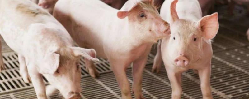 猪高热病的防治方法，预防大于治疗