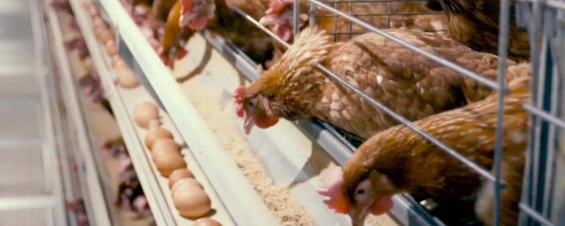 常见的蛋鸡品种，白来航鸡的年产蛋量可达到300枚