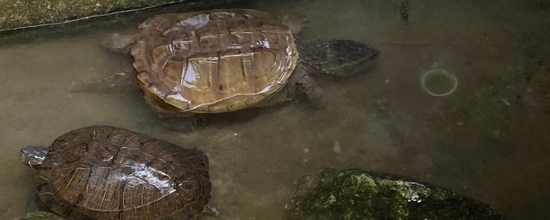 养殖乌龟的水有什么要求，喜欢25-30℃之间的水温