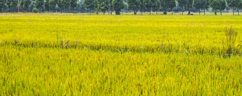 T两优866水稻种子特征特性，注意病虫草害的防治