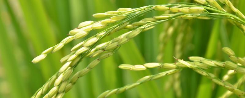 T两优860水稻种子特征特性，全生育期137.6天
