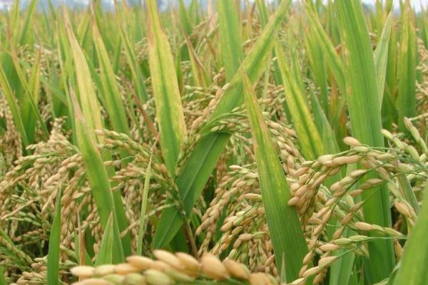 两优香丝占水稻种子特点，中抗稻曲病（病穗率5.0%）