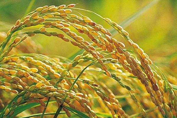 芯安香占水稻种子特征特性，中籼常规水稻品种