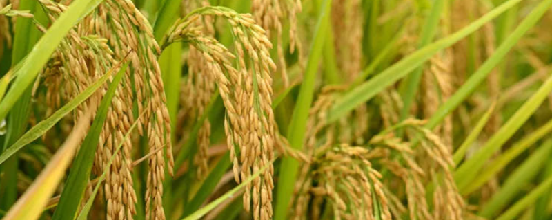 芯安香占水稻种子特征特性，中籼常规水稻品种