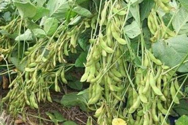 交大35大豆种简介，种植密度1.5～2.0万株