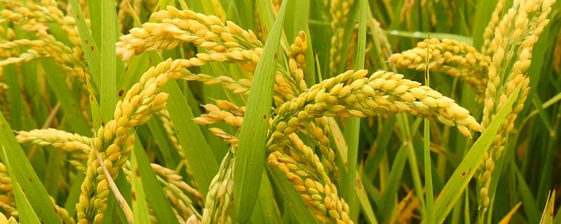 杉两优622水稻种子介绍，一般6月下旬7月上旬播种