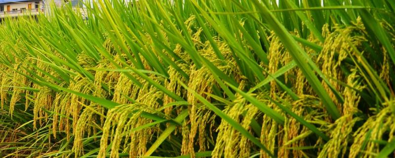 启源优528水稻品种简介，每亩有效穗数18.7万穗