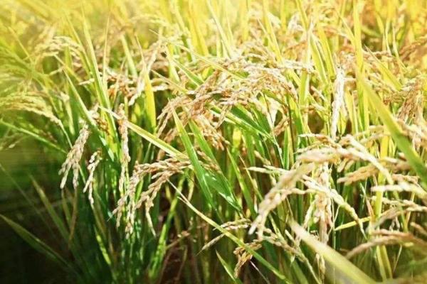 启源优528水稻品种简介，每亩有效穗数18.7万穗