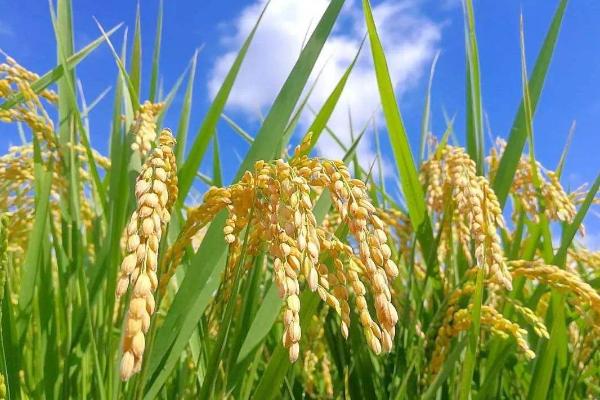 佳禾336水稻品种简介，一般6月中下旬播种