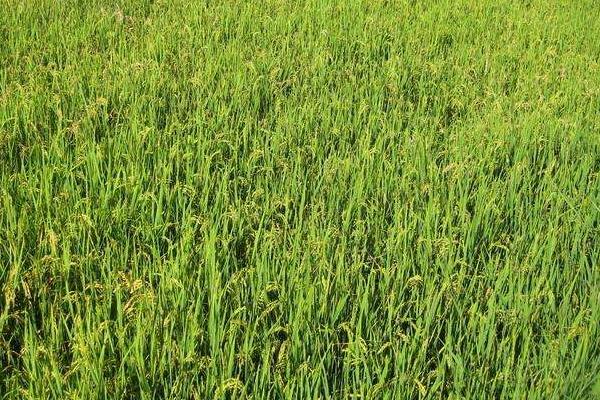 杉两优622水稻种子介绍，一般6月下旬7月上旬播种