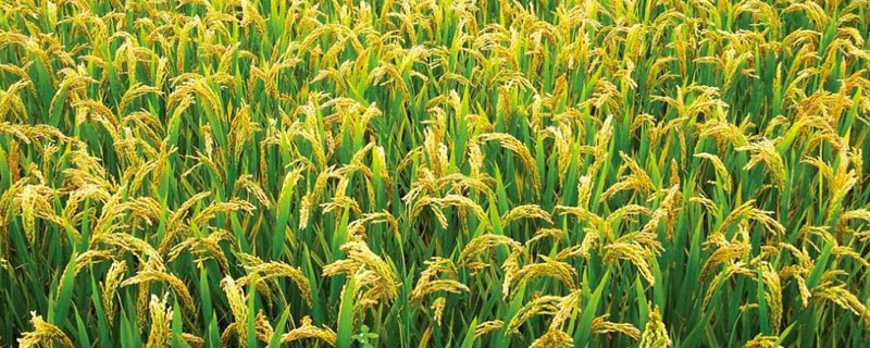 佳禾336水稻品种简介，一般6月中下旬播种