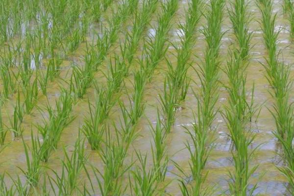 浦乡优一号水稻种子介绍，每亩插足基本苗6万以上