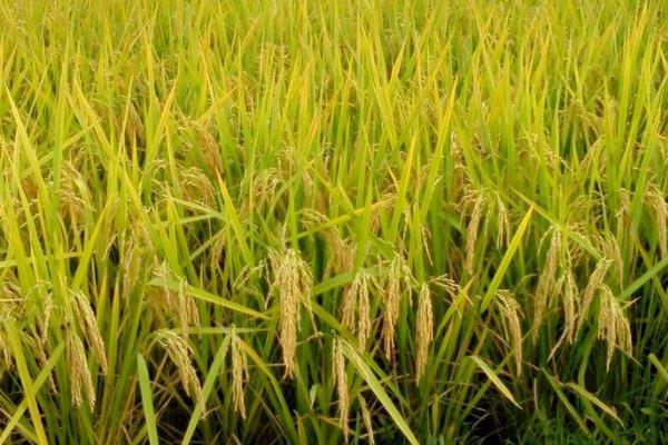 明1优808水稻品种简介，每亩有效穗数14.3万穗