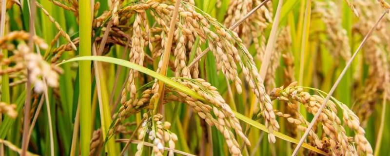 明1优808水稻品种简介，每亩有效穗数14.3万穗