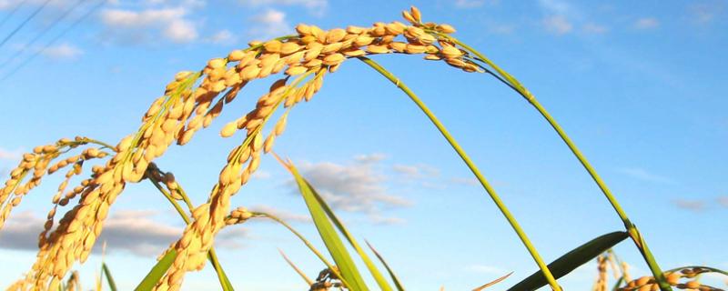 元两优808水稻种子特征特性，每亩有效穗数15.1万穗
