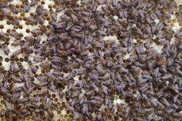 蜜蜂双王群的优势，繁殖速度快且适应能力强