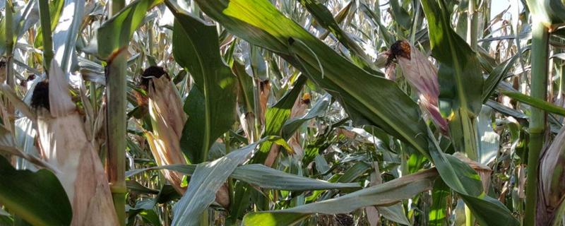 天塔228玉米种子特征特性，生育期108.0天
