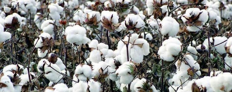 中棉所9704棉花种简介，春棉转基因杂交品种