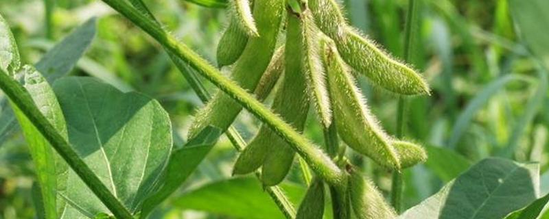 皖豆42大豆品种简介，适宜播期6月中下旬