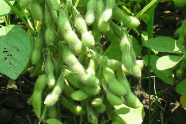 皖豆42大豆品种简介，适宜播期6月中下旬