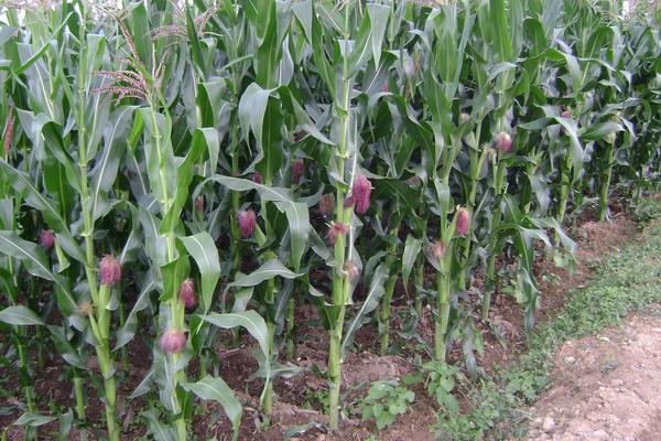 农大982玉米种子简介，防治地下害虫
