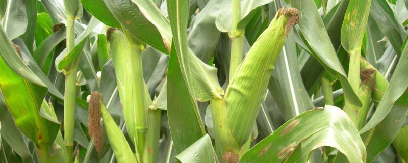 未来928玉米品种的特性，大喇叭口期灌心叶防治玉米螟虫