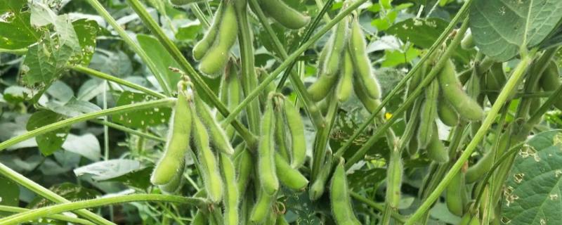 阜豆31大豆种子介绍，比对照品种中黄13晚熟3天