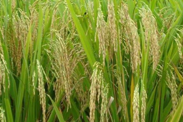 益33优650水稻品种的特性，晚籼三系杂交水稻品种