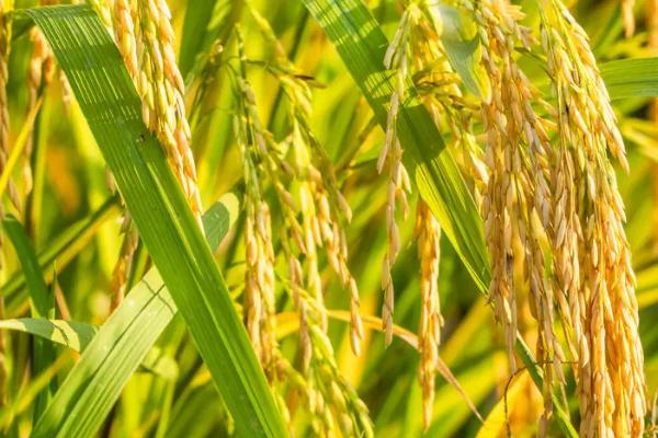 两优7038水稻种子特点，亩秧田播种量10-15千克