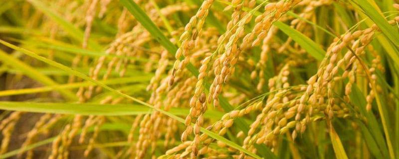 两优809水稻品种的特性，秧田亩播种量10千克左右