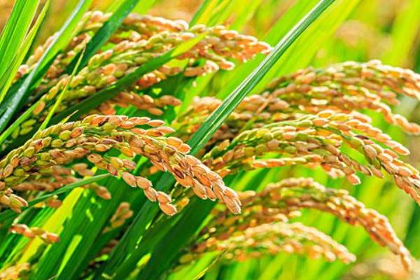 华糯162水稻种子特征特性，全生育期为146.8天