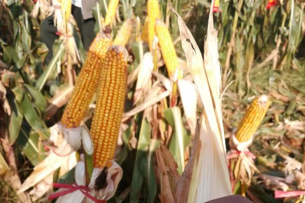 德丰668玉米品种的特性，每亩适宜密度4500株