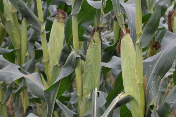 龙生19号玉米品种的特性，注意防治病虫害