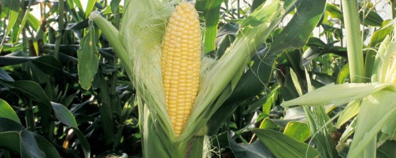 金科丰11玉米种子简介，每亩适宜密度4500株