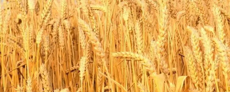 西农530小麦种子介绍，中抗纹枯病