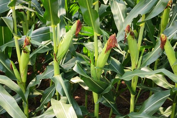 龙生19号玉米品种的特性，注意防治病虫害