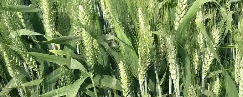 西农1699小麦种子简介，注意防治病虫害