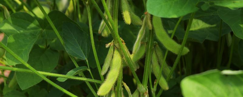 秦豆19大豆种子特征特性，中抗花叶病毒病