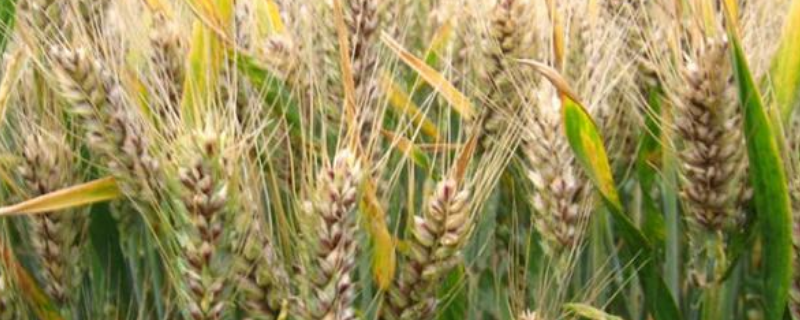 西农962小麦品种的特性，注意防治病虫害