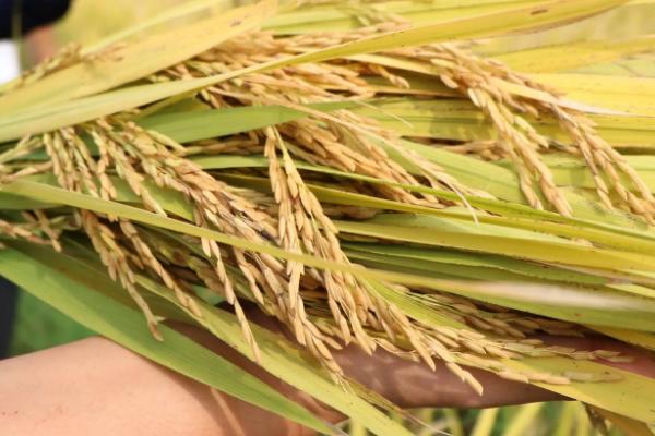 泰香145水稻品种的特性，一般4月5-10日播种