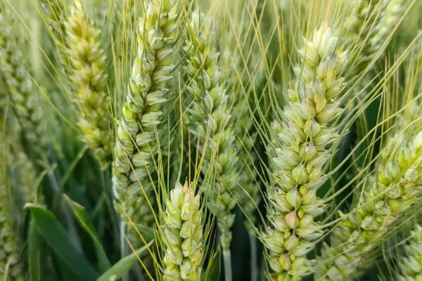 西农939小麦种子介绍，属半冬性品种
