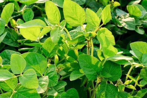 秦豆19大豆种子特征特性，2021年中抗花叶病毒病
