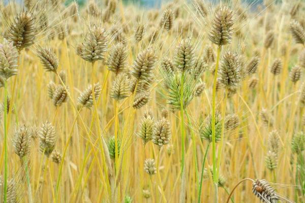 西农962小麦品种的特性，注意防治病虫害