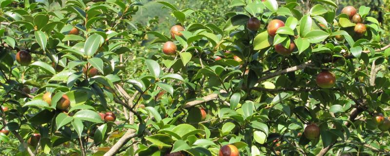 油茶整形修剪的作用，可培养优良树体并促进稳产高产