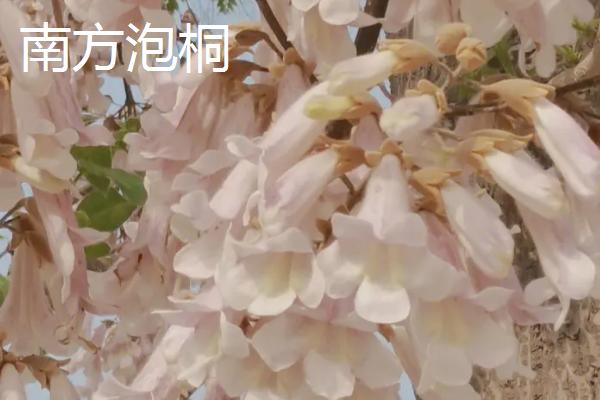 泡桐树什么时候开花，一般3-4月开花