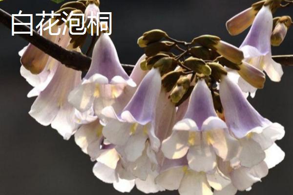 泡桐树什么时候开花，一般3-4月开花