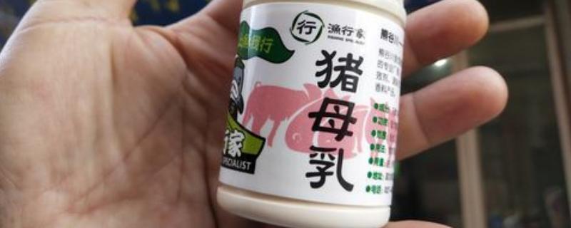 猪母乳的正确使用季节，可以在早春或者晚秋使用