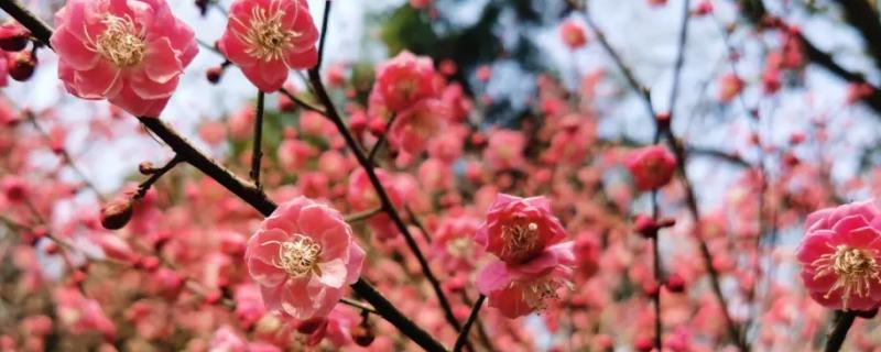 红梅的花期，通常集中在冬春季节
