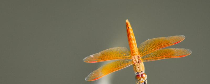 蜻蜓吃什么食物，吃蚊子、苍蝇以及各类小昆虫等