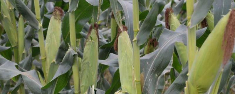 GY519玉米品种的特性，用颗粒剂或赤眼蜂防治玉米螟
